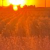 ladyofthecorn1