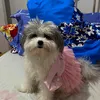 elaineannetaratrias