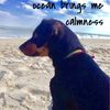 dachshundlover85
