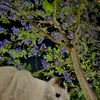 neria_6