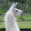 llazyllearnerllama