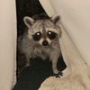 bubbadog66