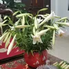 dyai68d73mkz