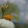 sagingisnotvetrable