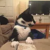 i_am_socks_the_cat