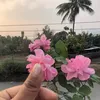 Ikshya Rai