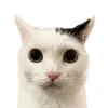 worcatoxx