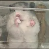 irist_10