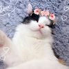 mawsiecat