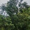 sinaga052002