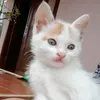 fieda_oii