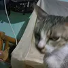 nyan.cat.9