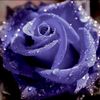bluerose131