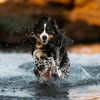 olivethebmd