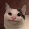 beluga______________cat