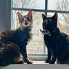 saphthecat_