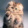 thecutecatvibes
