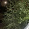 __siyah1nokta