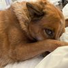 heelerhealer