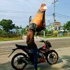 dom_dom534