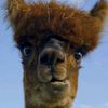 alpacafinaa