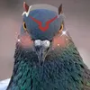 barrythepigeon