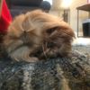 tiger.lily11