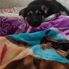 roxxythegermanshepardant