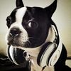 Bostonterrier_max