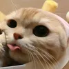 simply_mewocatoire