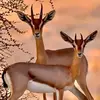 alashiq_alwalhan