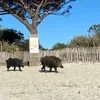 palipapai
