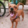megpinscher14