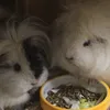 meerschweinchen_heldin