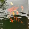 userledonghp