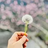chieclamongmanh