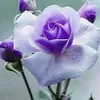 omahmad6638