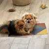 pomerania_foxy..y...hera