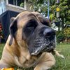 charlottethemastiff