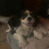 sirchesterckcs
