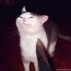 rene_4422