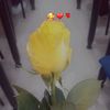 dayanac48