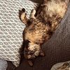macythetortie