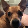 mrdoodles4533