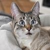 nitrotheminitiger