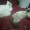 keke_petshop