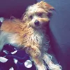 loulououla