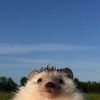 fluffy_general