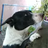 annabarcas
