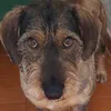 buddy_520